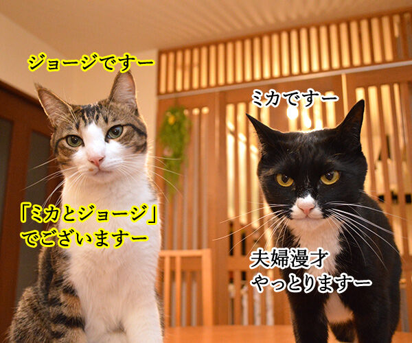 アメリカ大統領選挙 2016 猫の写真で4コマ漫画 1コマ目ッ