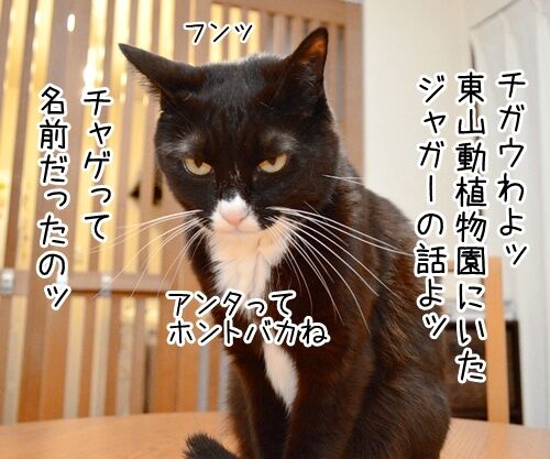 あのチャゲが…… 猫の写真で4コマ漫画 3コマ目ッ
