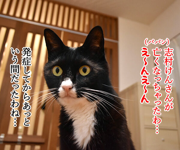 志村けんさんは唯一無二の存在なのよッ　猫の写真で４コマ漫画　１コマ目ッ