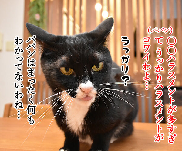 ハラミ会って美味しいのー? 猫の写真で4コマ漫画 3コマ目ッ