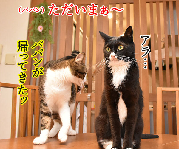 泣けちゃう漫画『おじさまと猫』って知ってる？　猫の写真で４コマ漫画　３コマ目ッ