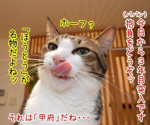 三年目のほうふ　猫の写真で４コマ漫画　１コマ目ッ