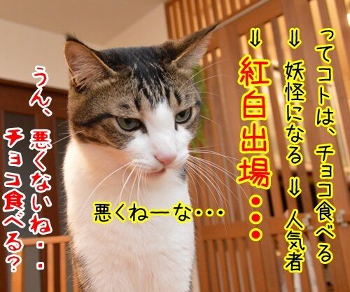 ジバニャンのチョコボー　猫の写真で４コマ漫画　４コマ目ッ