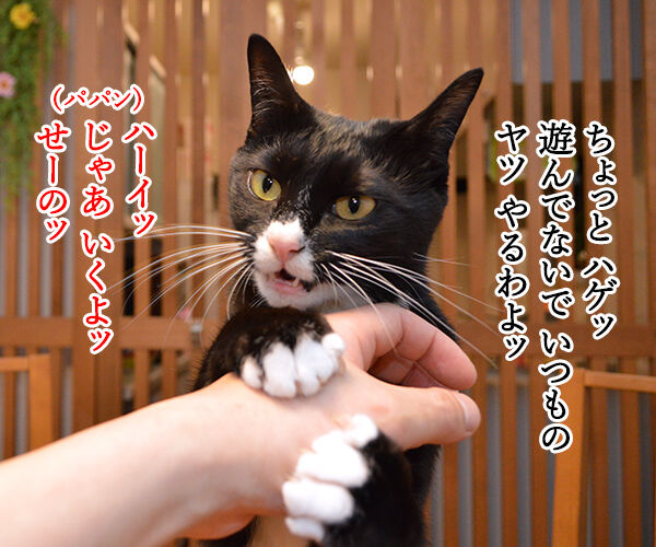 いつものやつ　やるわよッ　猫の写真で４コマ漫画　３コマ目ッ