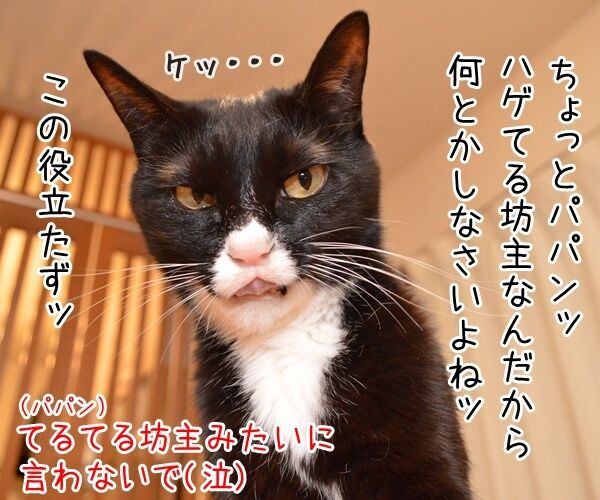 68年ぶりの巨大スーパームーンが見たいのよッ 猫の写真で4コマ漫画 2コマ目ッ