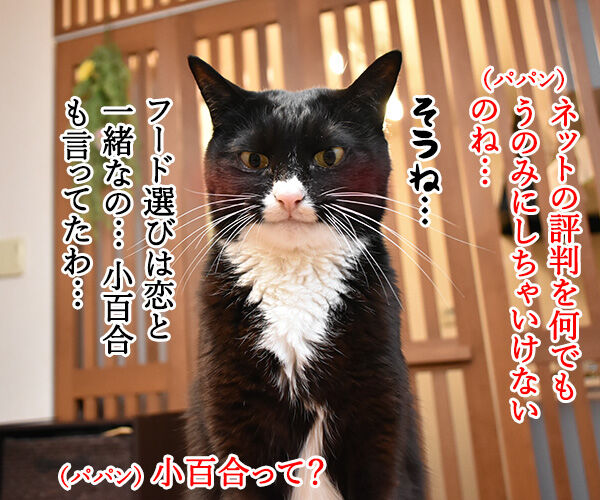 キャットフードを選ぶのは…？　猫の写真で４コマ漫画　３コマ目ッ