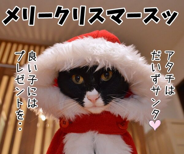 クリスマス あなたは良い子？悪い子？　猫の写真で４コマ漫画　１コマ目ッ