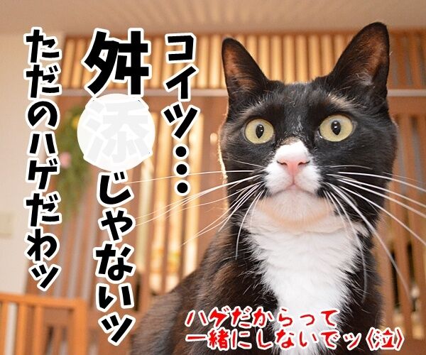辞職ッ それッ 辞職ッ 猫の写真で4コマ漫画 4コマ目ッ