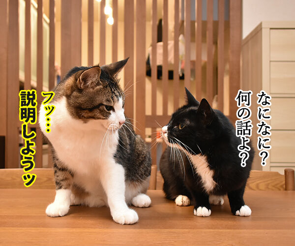 ラグビーワールドカップ日本代表がアイルランドに歴史的勝利なのッ 猫の写真で4コマ漫画 3コマ目ッ