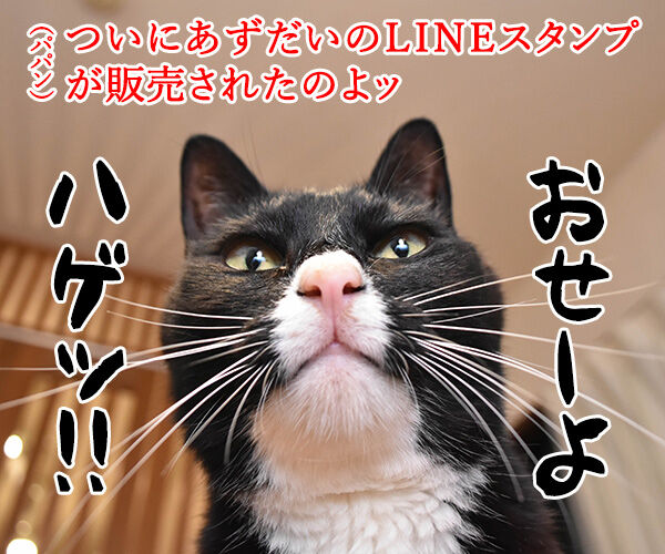 あずだいのLINEスタンプが販売中なのッ　猫の写真で４コマ漫画　１コマ目ッ