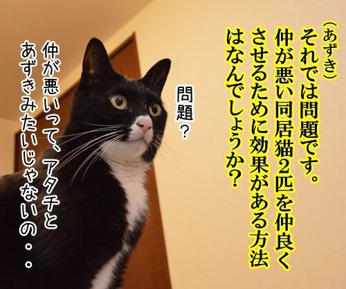 教えてッ あずき先生 其の二 猫の写真で4コマ漫画 2コマ目ッ