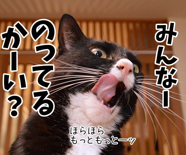 みんなー のってるかーい? 猫の写真で4コマ漫画 3コマ目ッ