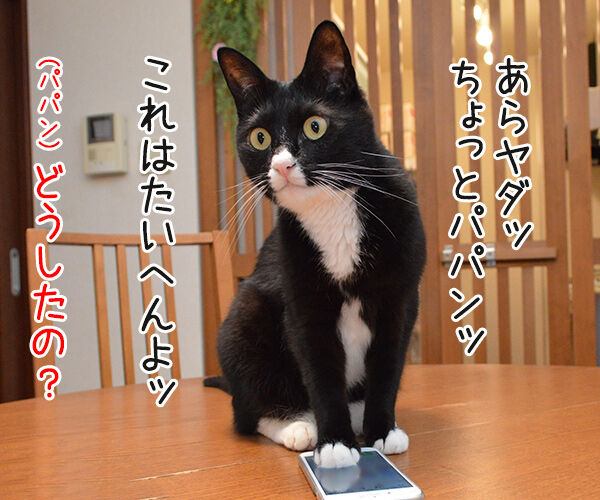 きょうは渋谷で5時かしら？　猫の写真で４コマ漫画　３コマ目ッ