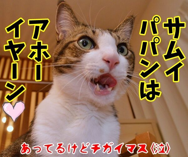 68年ぶりの巨大スーパームーンが見たいのよッ 猫の写真で4コマ漫画 4コマ目ッ