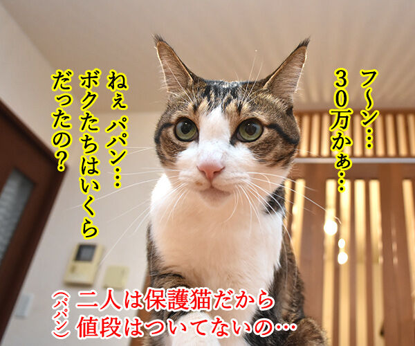 猫さんの価値は金額じゃないのよッ 猫の写真で4コマ漫画 2コマ目ッ
