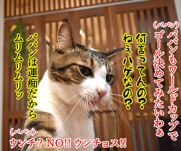 サッカーワールドカップ 日本初戦を勝利なのッ 猫の写真で4コマ漫画 2コマ目ッ