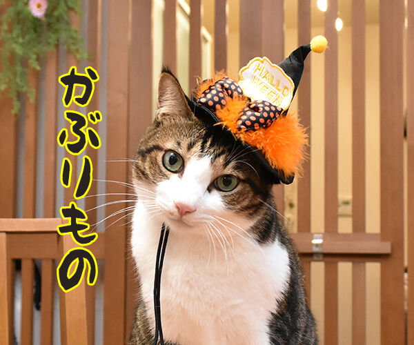 今までにした かぶりもの を集めてみたよッ あずきさんとだいずさん Powered By ライブドアブログ 今までにした かぶりもの を集めてみたよッ あずきさんとだいずさん Powered By ライブドアブログ
