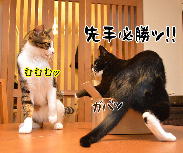 この箱を使うのはアタチよッ　猫の写真で４コマ漫画　２コマ目ッ