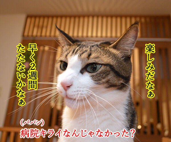 次はいつ病院行けばいいの? 猫の写真で4コマ漫画 2コマ目ッ