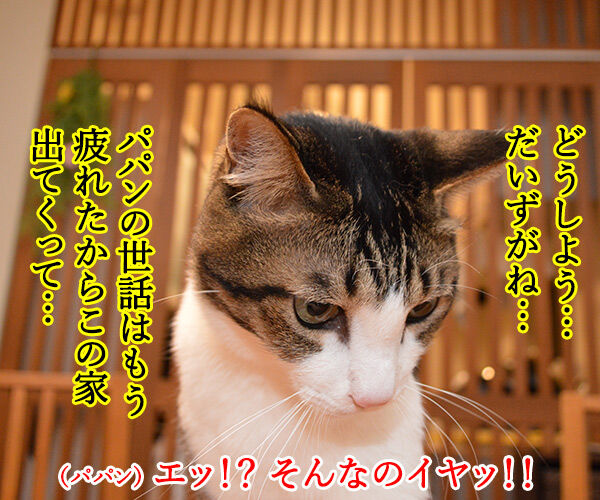 エイプリルフールだからって　猫の写真で４コマ漫画　１コマ目ッ