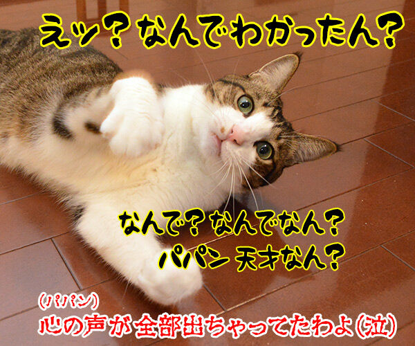 ジェスチャーゲーム？　猫の写真で４コマ漫画　４コマ目ッ