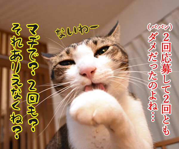 あずきさんの写真が『猫ぐらし冬号』に掲載されたのよッ 猫の写真で4コマ漫画 3コマ目ッ