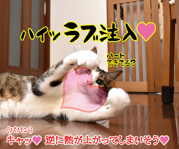 動物が弱っている時はたくさん愛情を注入してあげるといいのよッ 猫の写真で4コマ漫画 4コマ目ッ
