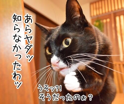 ちょっと奥さん、聞いたぁ? 猫の写真で4コマ漫画 2コマ目ッ
