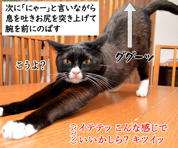 猫のびストレッチでダイエットなのッ あずきさんとだいずさん Powered By ライブドアブログ 猫のびストレッチでダイエットなのッ あずきさんとだいずさん Powered By ライブドアブログ