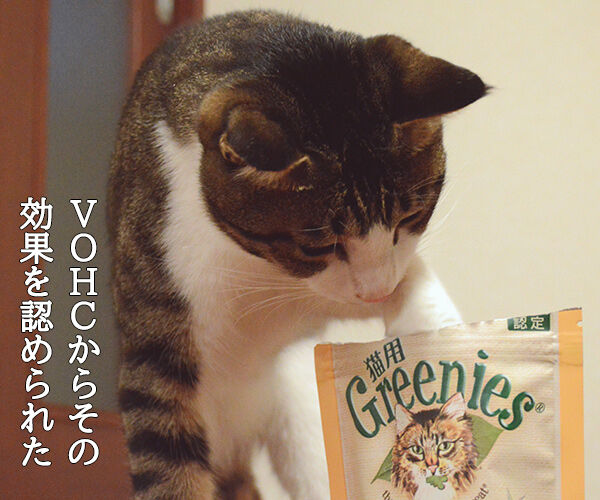 日本で唯一の猫用はみがきスナックは『猫用グリニーズ』なのッ　猫の写真で４コマ漫画　１コマ目ッ