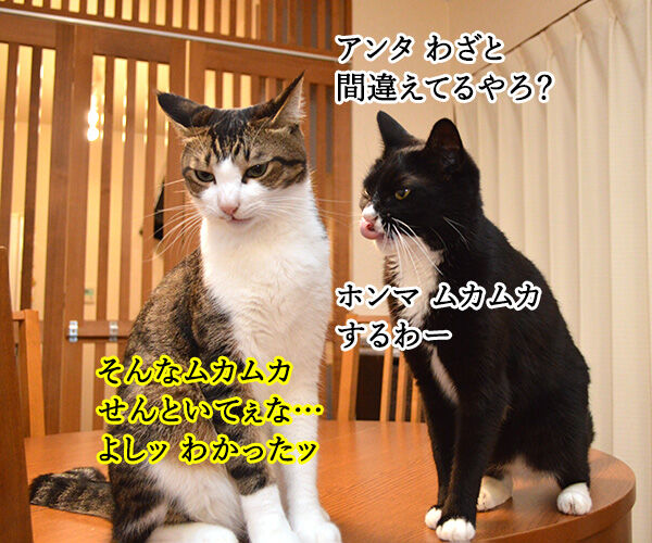 フランス史上最年少の大統領って? 猫の写真で4コマ漫画 3コマ目ッ