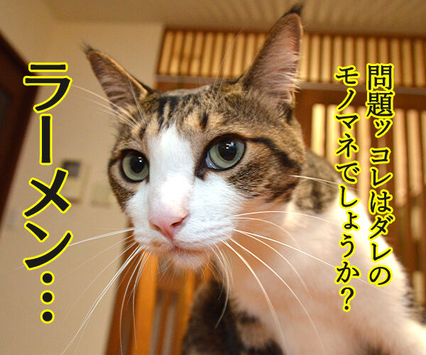 ダレのモノマネでしょうかッ？　猫の写真で４コマ漫画　１コマ目ッ