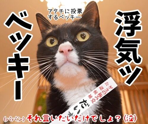 あずだいは参院選に立候補しますッ 猫の写真で4コマ漫画 4コマ目ッ