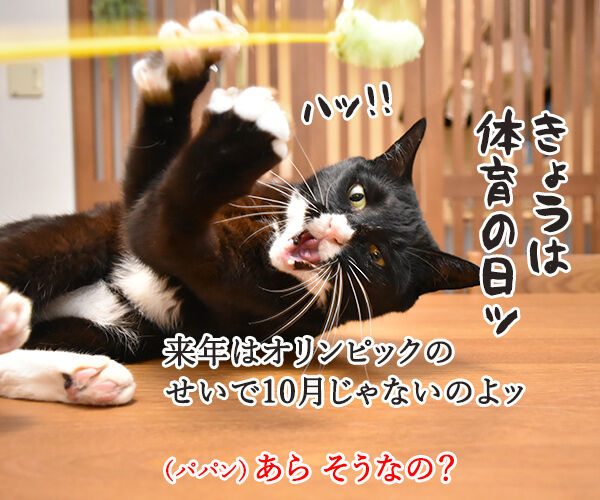 来年の体育の日は10月じゃないのよッ　猫の写真で４コマ漫画　１コマ目ッ