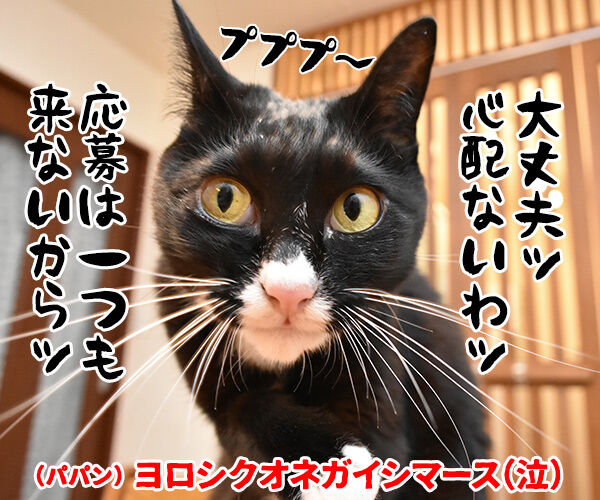 『あずだいを拡散してくれたら 年賀状を送っちゃうわよー キャンペーン』応募してねーッ　猫の写真で４コマ漫画　４コマ目ッ