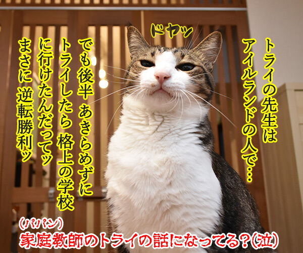 ラグビーワールドカップ日本代表がアイルランドに歴史的勝利なのッ 猫の写真で4コマ漫画 4コマ目ッ
