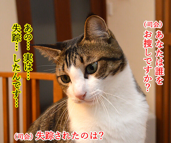 テレビ公開捜査 猫の写真で4コマ漫画 3コマ目ッ