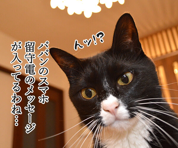 1件の新しいメッセージ 猫の写真で4コマ漫画 1コマ目ッ