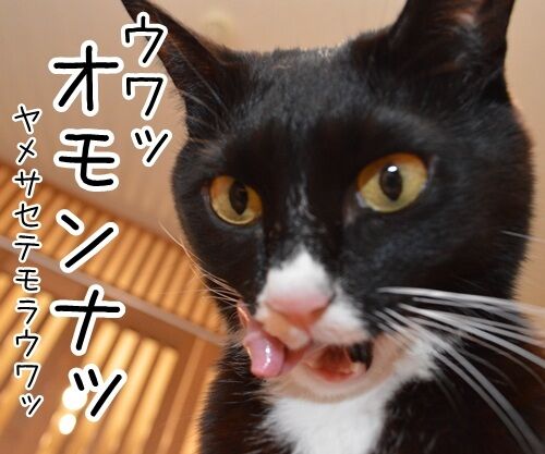 夫婦漫才 ミカとジョージ 其の二 猫の写真で4コマ漫画 4コマ目ッ