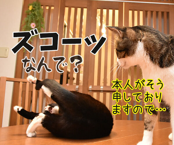 松たか子と前田敦子と沢尻エリカ 猫の写真で4コマ漫画 4コマ目ッ