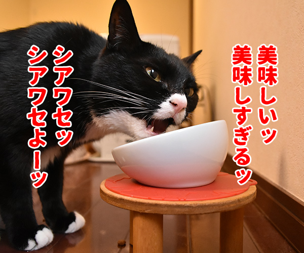 食べてるところを見ていたら…　猫の写真で４コマ漫画　２コマ目ッ