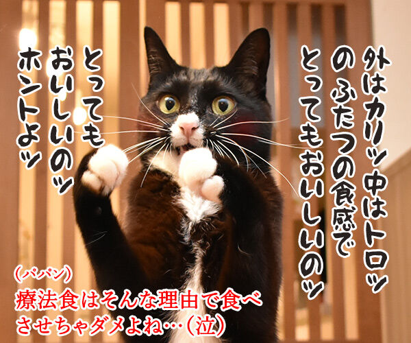 猫さんに多い病気は慢性腎臓病(腎不全)なのよッ 猫の写真で4コマ漫画 4コマ目ッ