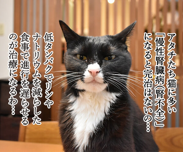 猫さんに多い病気は慢性腎臓病 腎不全 なのよッ あずきさんとだいずさん