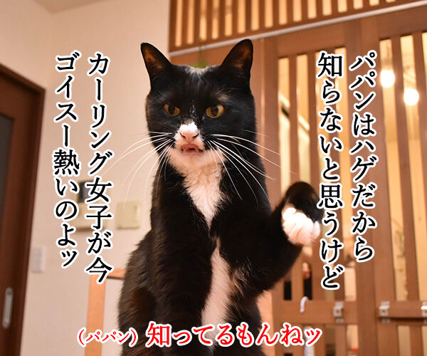 カーリング女子日本代表がとっても熱いのよッ 猫の写真で4コマ漫画 2コマ目ッ