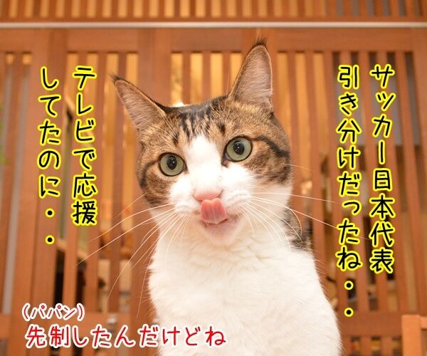 サッカー日本代表は引き分けだったのッ　猫の写真で４コマ漫画　１コマ目ッ