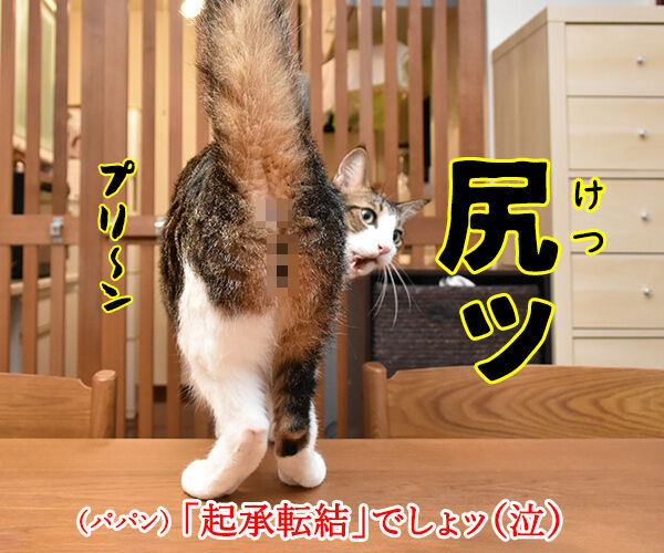 4コマまんがの基本といえば? 猫の写真で4コマ漫画 4コマ目ッ