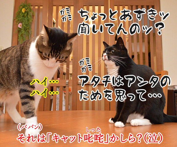 ペットシッターを頼もうかしら? 猫の写真で4コマ漫画 4コマ目ッ