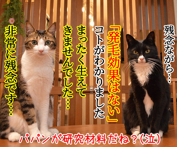 猫さんを撫でると「愛情ホルモン」が出るんですってッ 猫の写真で4コマ漫画 4コマ目ッ