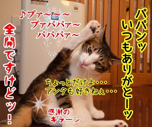 父の日　猫の写真で４コマ漫画　４コマ目ッ