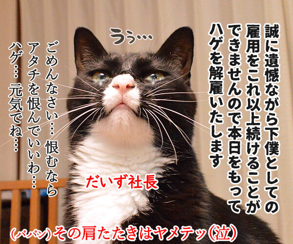 敬老の日にしてあげる事と言えば…　猫の写真で４コマ漫画　４コマ目ッ